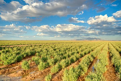 Feld mit grünen Pflanzen.