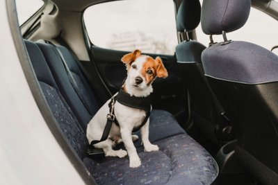 Kleiner Hund sitzt mit Brustgeschirr und Sicherungsgurt auf der Rücksitzbank eines Autos.