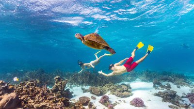 Zwei Taucher schwimmen an einer Riesenschildkröte vorbei.