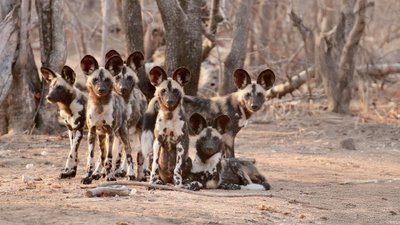 Ein Rudel Wildhunde sammelt sich vor einem Baum.