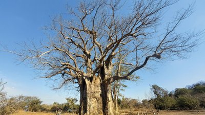 Riesiger Affenbrotbaum in einer Steppenlandschaft.